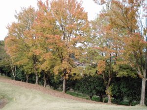 20091108