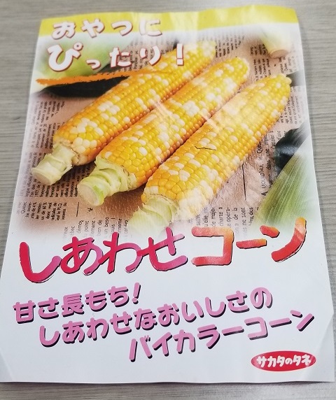 ゴルフ帰りのお土産 トウモロコシだい